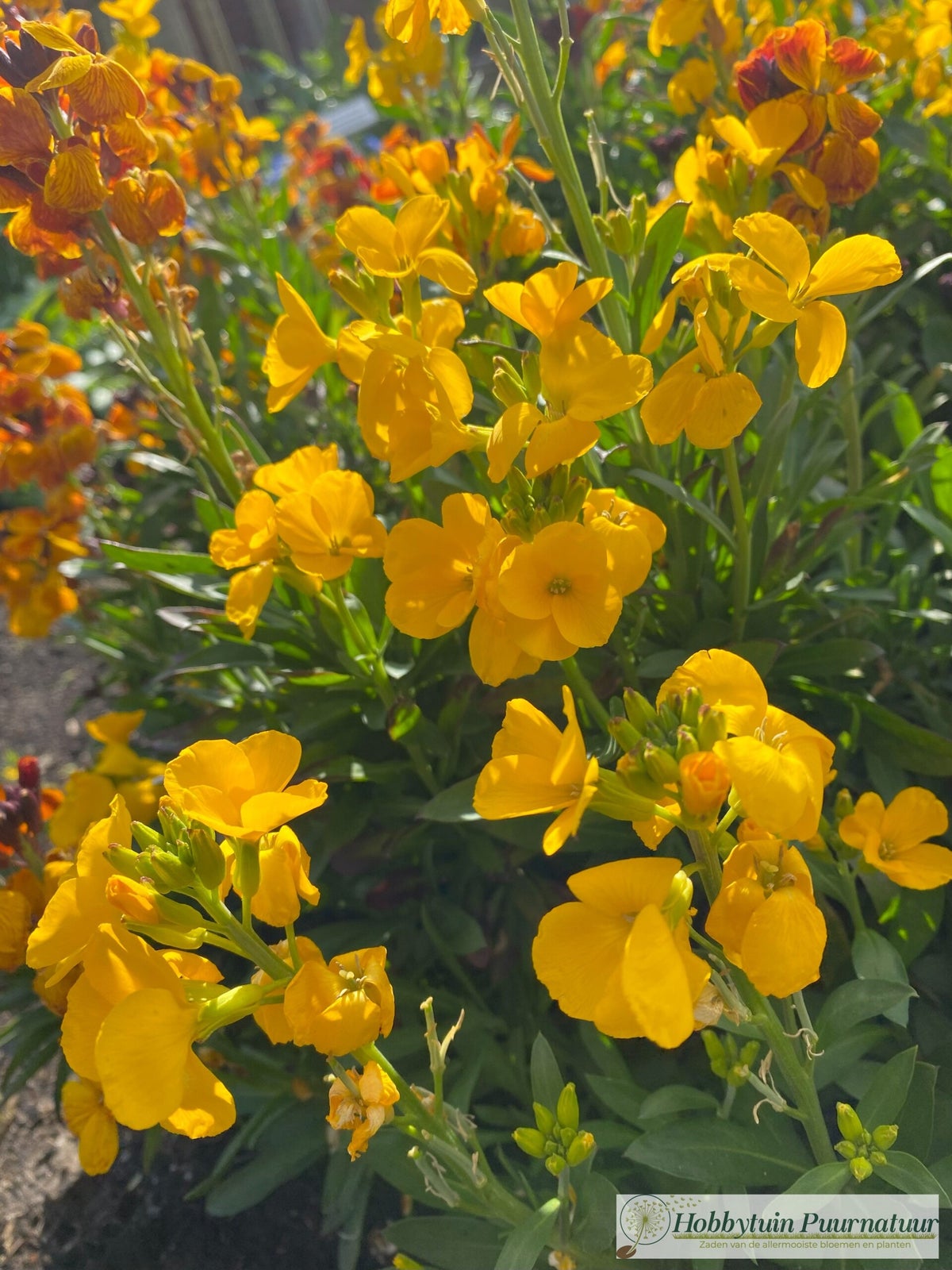 Erysimum hybride 'Bowles Mauve' - muurbloem- bloeit 9 maanden