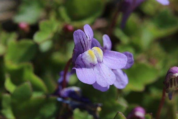 Muurleeuwenbek - Cymbalaria muralis  200 zaden