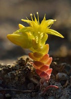 Muurpeper Notoginseng Zaden – 100 Stks Sedum Aizoon – Eetbare & Voedzame Plant – Makkelijk Te Kweken – Voor Tuin, Balkon Of Erf – Zaadzakje