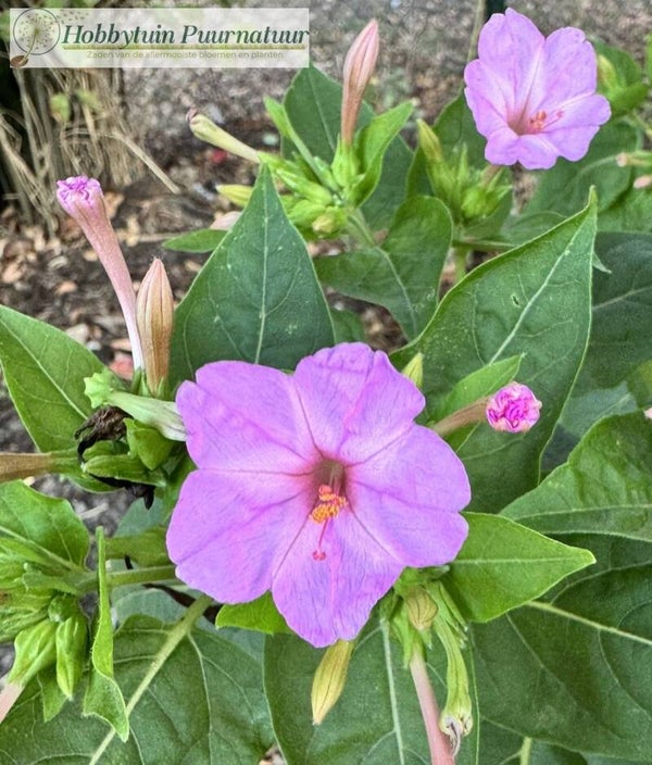 Nachtschone roze - Mirabilis jalapa Rose   25 zaden
