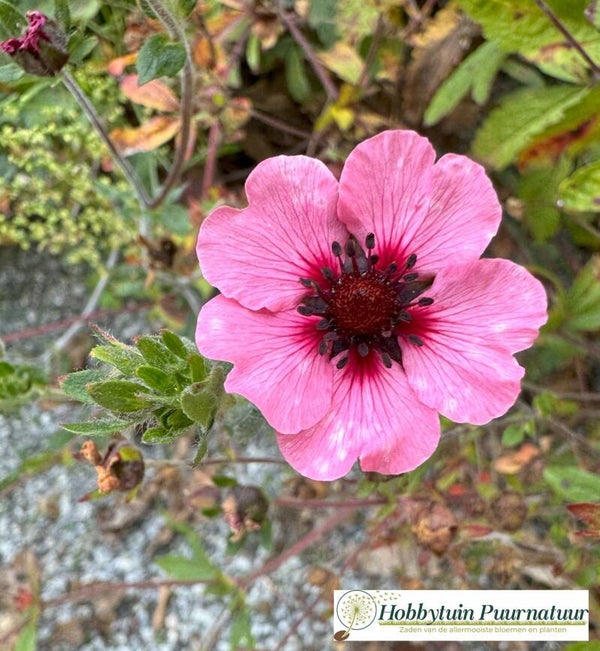 Ganzerik Miss Willmott - Potentilla nepalensis Miss Willmott  40 zaden