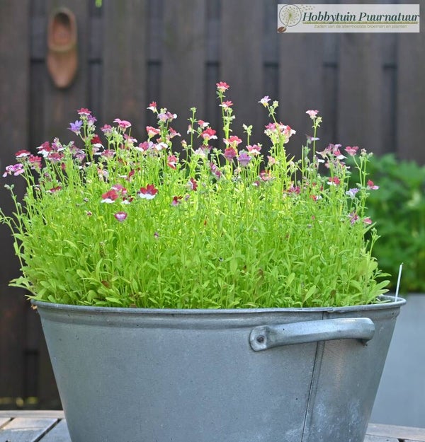 Nemesia Red-White - Nemesia strumosa Red-White  100 zaden