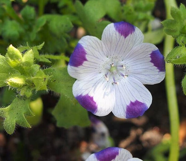 Bosliefje gevlekt - Nemophila maculata Spotty  50 zaden