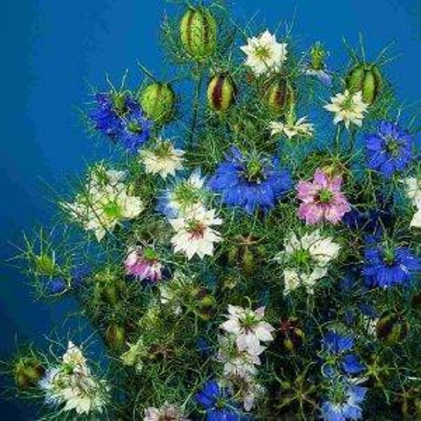 Juffertje in`t groen Jewels mix BIO - Nigella damascena Persian Jewels mix  50 zaden