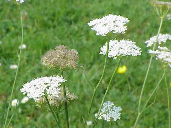 Beverneltorkruid ECO - Oenanthe pimpinelloides  25 zaden