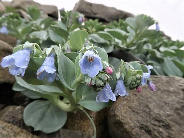 Oesterblad - Mertensia maritima  15 zaden