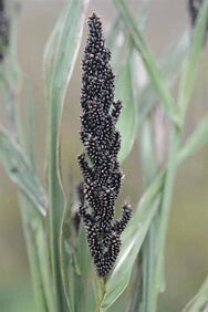 Japanse gierst BIO - Echinochloa esculenta Yamagata  50 zaden