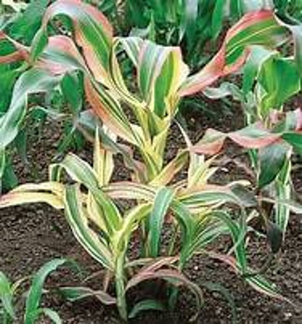 Siermais Stars and Stripes - Zea japonica Stars and Stripes  10 zaden