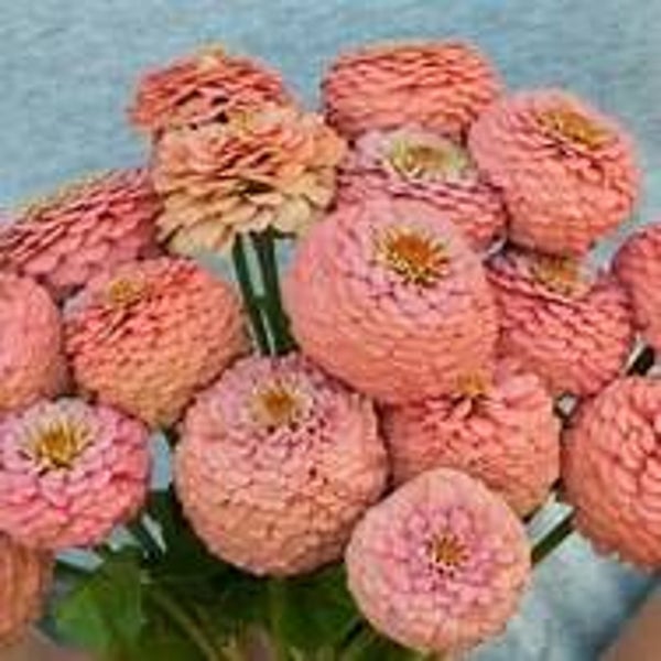 Zinnia zalm - Zinnia elegans Oklahoma Salmon  25 zaden