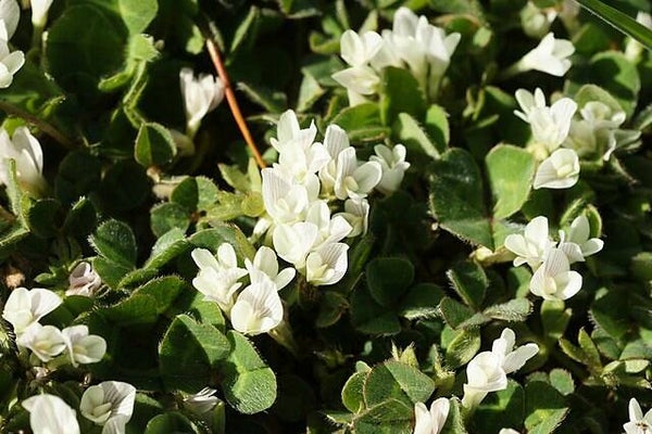 Onderaardse klaver - Trifolium subterraneum  50 zaden