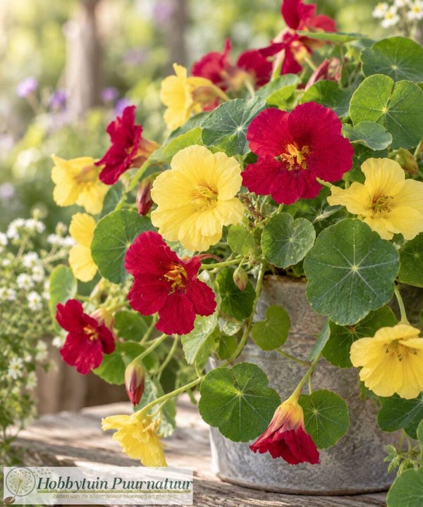 Oost Indische kers Lemon Raspberry - Tropaeolum majus Baby Lemon Raspberry  10 zaden