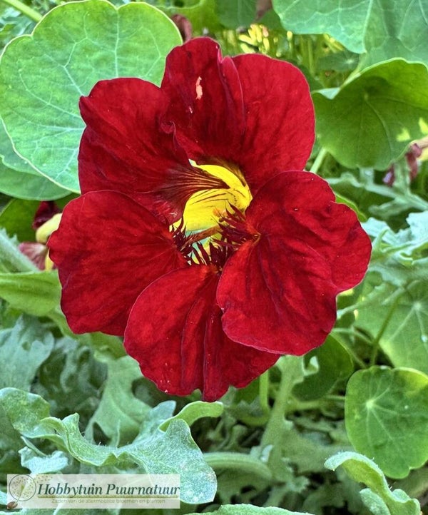 Oost Indische kers rood BIO - Tropaeolum minus Empress of India  10 zaden