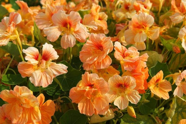 Oost Indische kers abrikoos  - Tropaeolum minus Tip Top Apricot  10 zaden