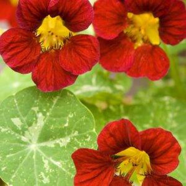 Oost Indische kers Alaska Red Shades - Tropaeolum minus Tip Top Alaska Red Shades  10 zaden