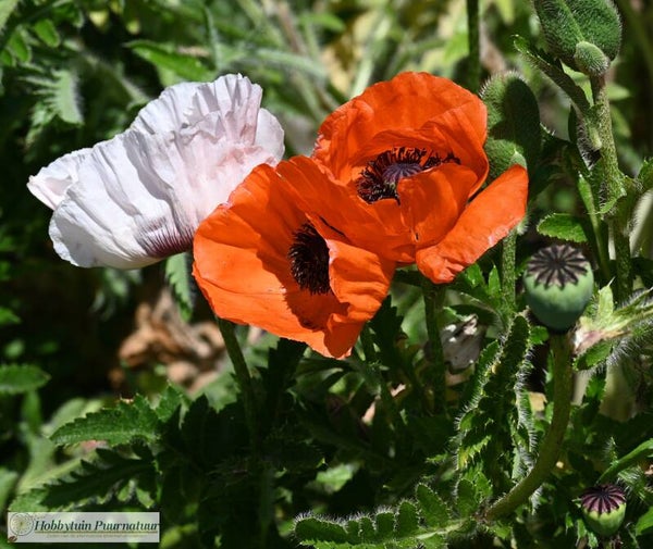 Oosterse klaproos mix ECO - Papaver orientale mix  100 zaden