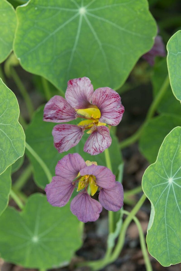 Oost Indische kers paars  - Tropaeolum majus Purple Emperor  100 zaden
