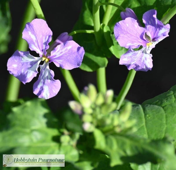 Chinese viooltjeskers ECO - Orychophragmus violaceus  25 zaden