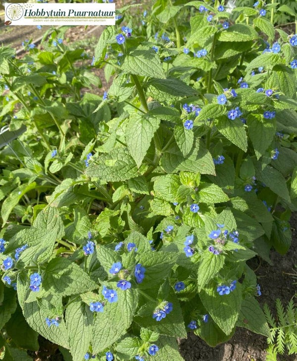 Overblijvende ossentong - Pentaglottis sempervirens  20 zaden