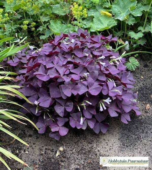 Geluksklaver paars - Oxalis triangularis  Zakje bevat 8 knolletjes