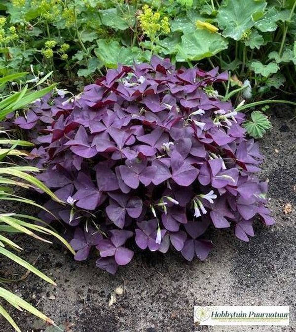 Geluksklaver paars - Oxalis triangularis  Zakje bevat 10 knolletjes