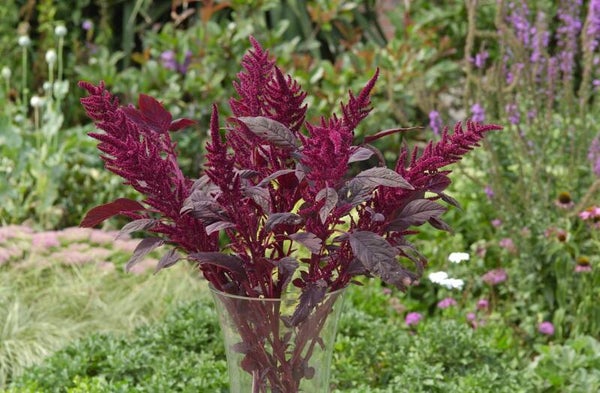 Paarse kattenstaart - Amaranthus cruentus Velvet Curtains  100 zaden
