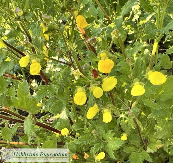Pantoffelplant geel - Calceolaria mexicana Gold Purse  100 zaden