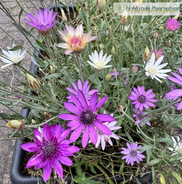 Papierbloem mix - Xeranthemum annuum  50 zaden