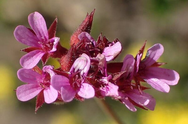 Kokosgeranium ECO - Pelargonium grossularioides  25 zaden