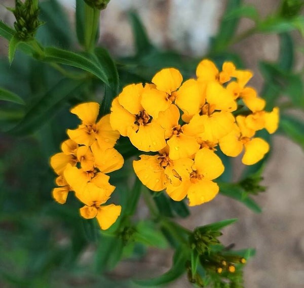 Mexicaanse dragon - Tagetes lucida 50 zaden