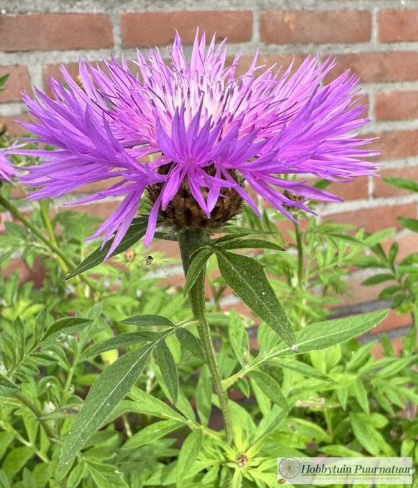 Perzische korenbloem - Centaurea dealbata  50 zaden