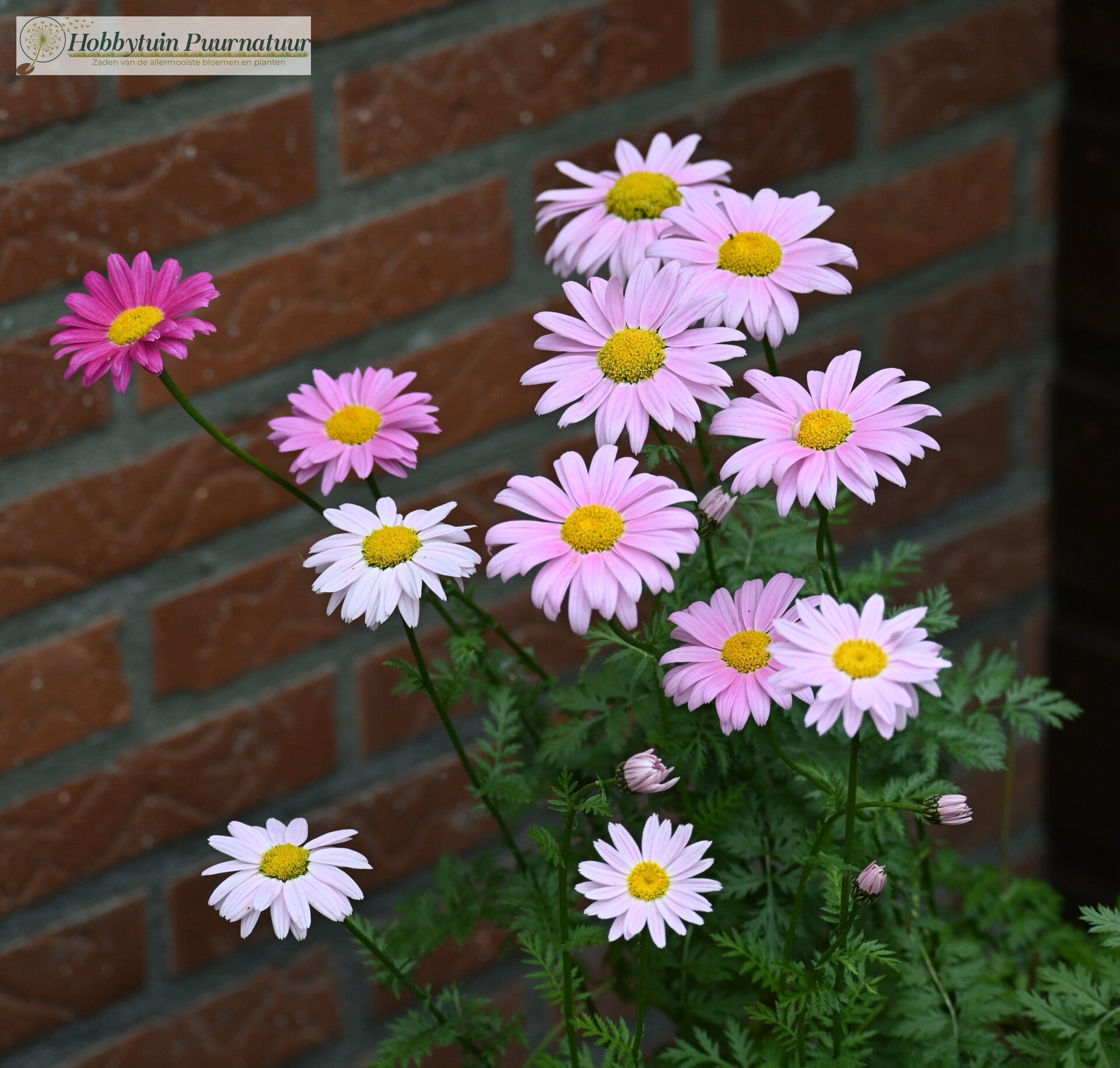 Perzische margriet mix - Tanacetum coccineum mix  30 zaden
