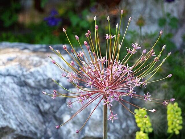 Perzische sierui - Allium Schubertii  20 zaden