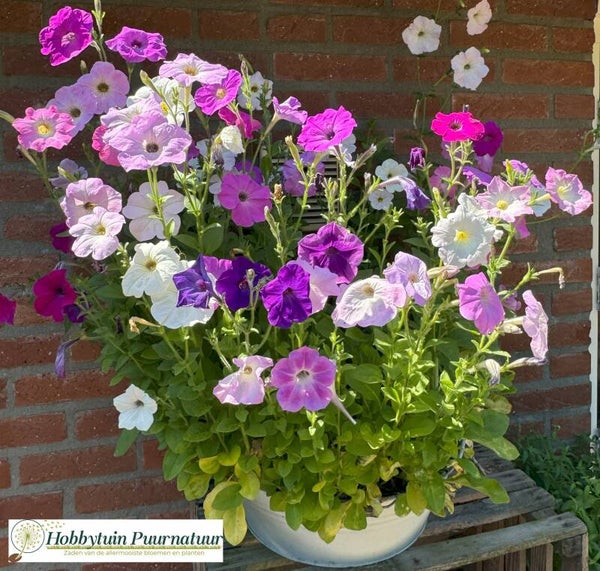 Petunia mix - Petunia nana Compacta mix  150 zaden