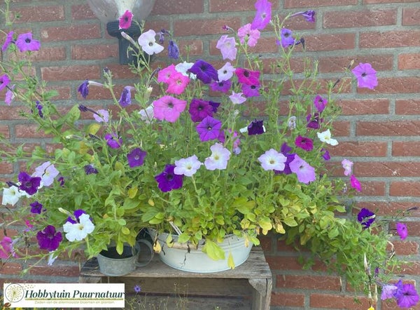 Petunia mix - Petunia nana Compacta mix  150 zaden