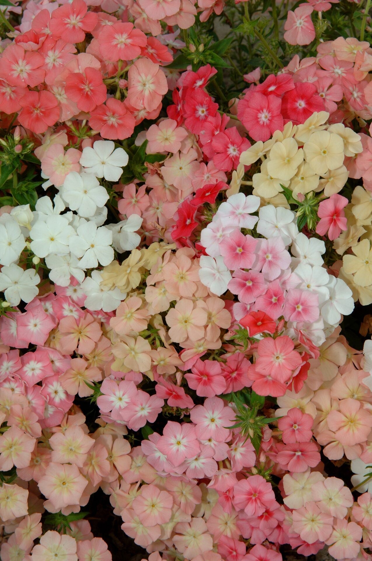 Vlambloem  Beauty Coral Reef - Phlox drummondii Beauty Coral Reef  50 zaden