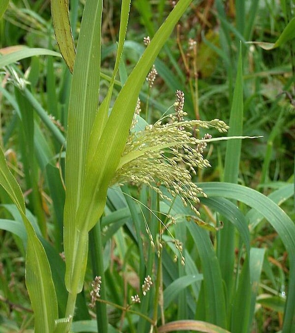 Pluimgierst - Panicum miliaceum  50 zaden