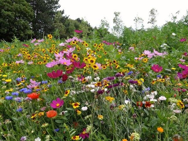 Plukbloemen mix Hobbytuin Puurnatuur  40 m2  60 gram