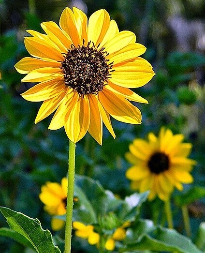 Pluk zonnebloem - Helianthus debilis  50 zaden