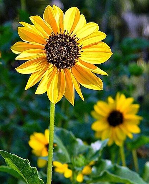 Pluk zonnebloem - Helianthus debilis  50 zaden