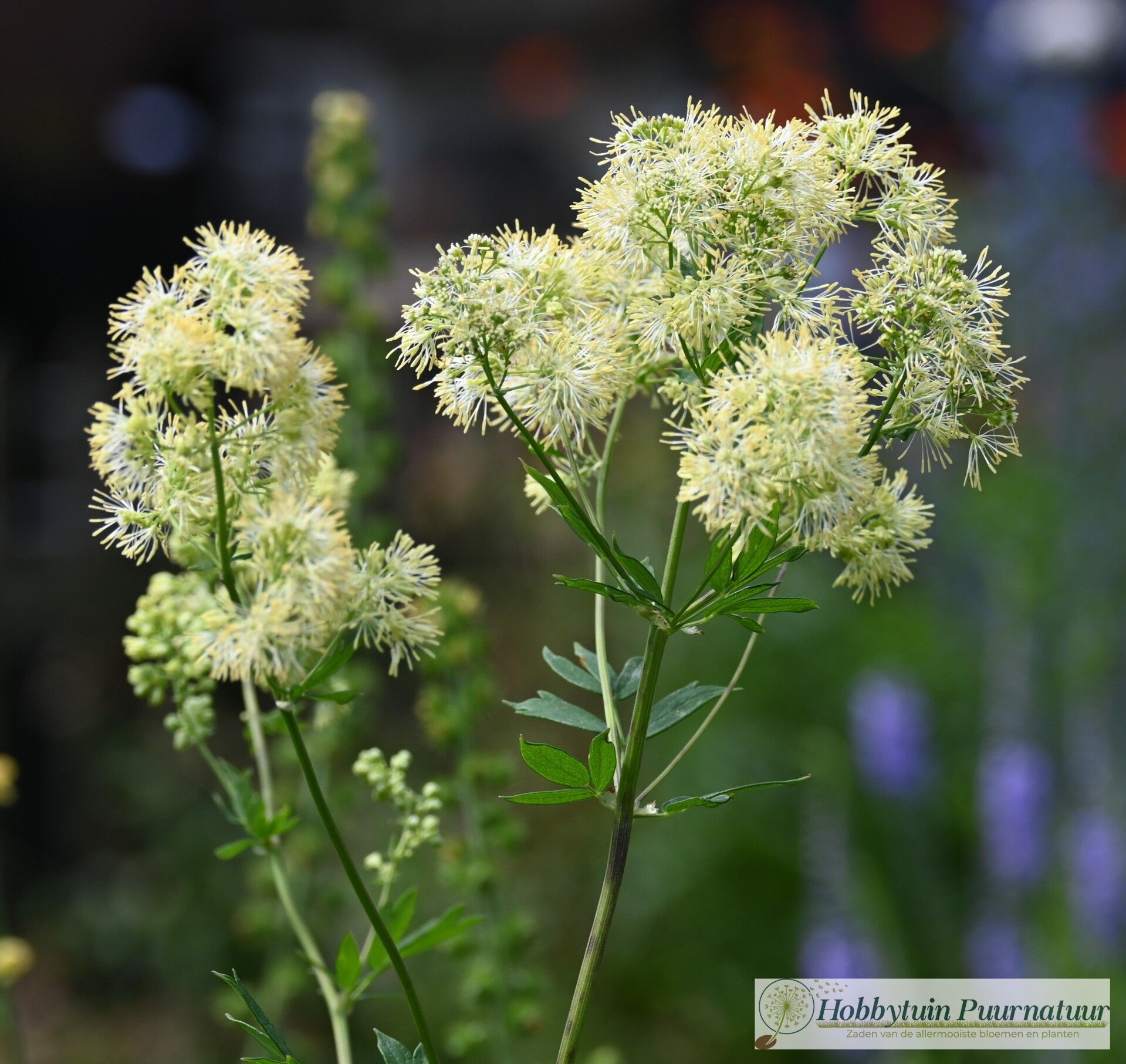 Poelruit - Thalictrum flavum  25 zaden