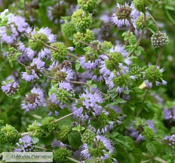 Polei - Mentha pulegium  300 zaden