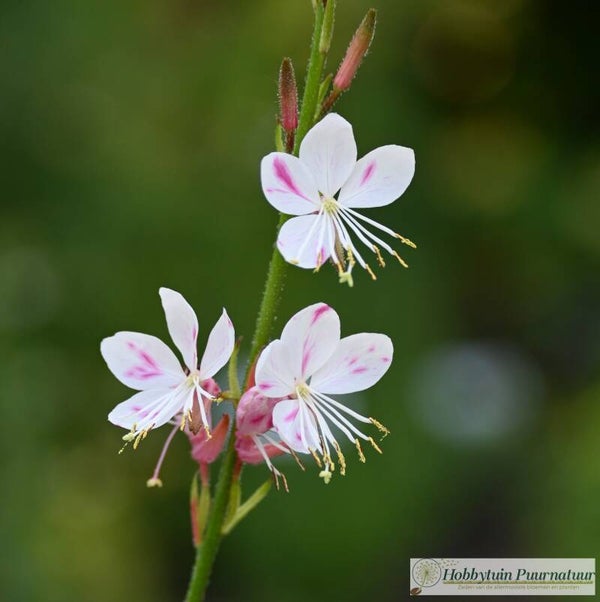 Prachtkaars ECO - Gaura lindheimeri The Bride  15 zaden