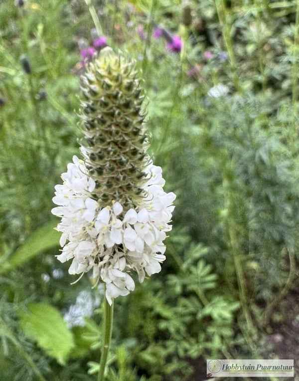 Prairieklaver  wit - Dalea candida  100 zaden