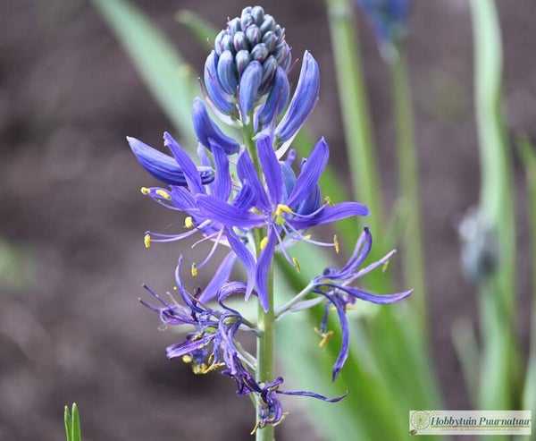 Prairielelie Caerulea ECO - Camassia leichtlinii Caerulea  40 zaden