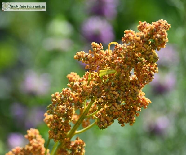 Quinoa – Chenopodium quinoa  1000 zaden