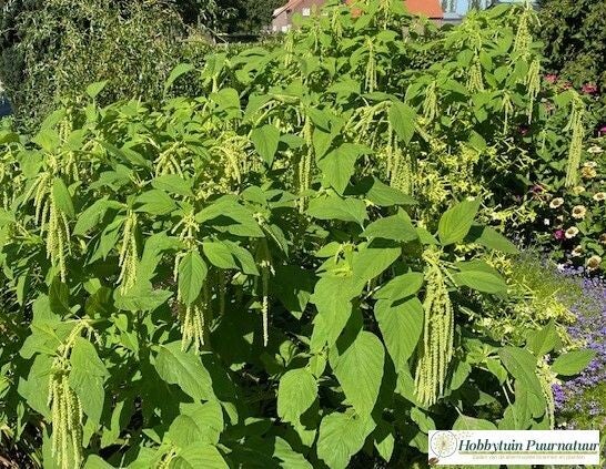 Kattenstaartamarant groen - Amaranthus caudatus Green Viridis  100 zaden