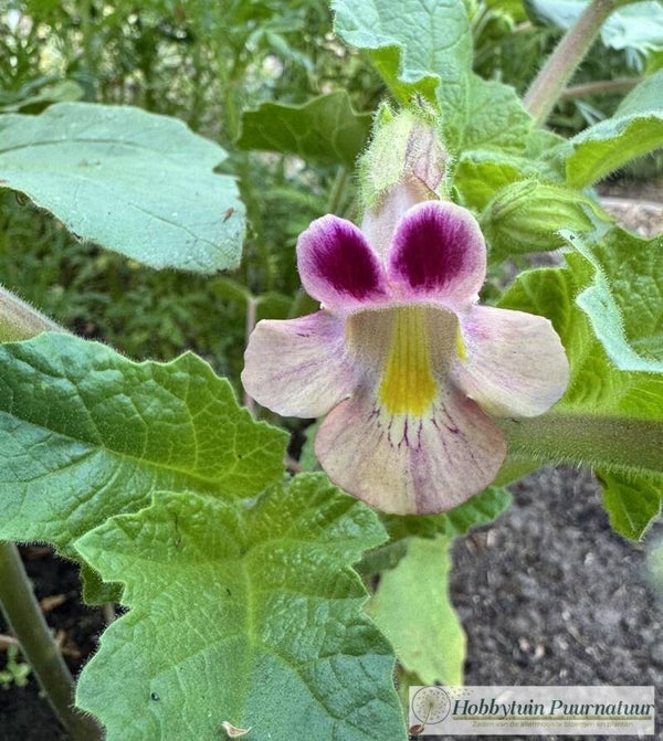 Ramshoorn - Proboscidea louisianica  10 zaden