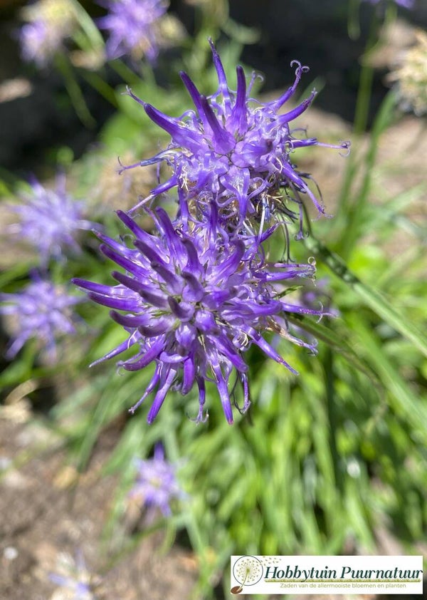 Rapunzel - Phyteuma scheuchzeri  500 zaden
