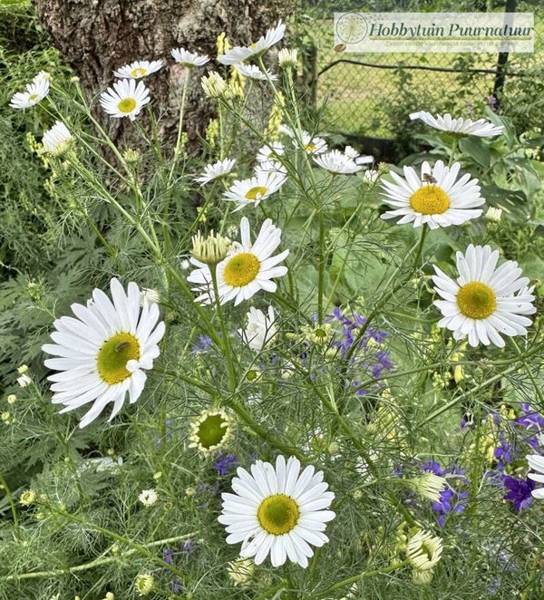Reukloze kamille - Tripleurospermum maritimum  500 zaden