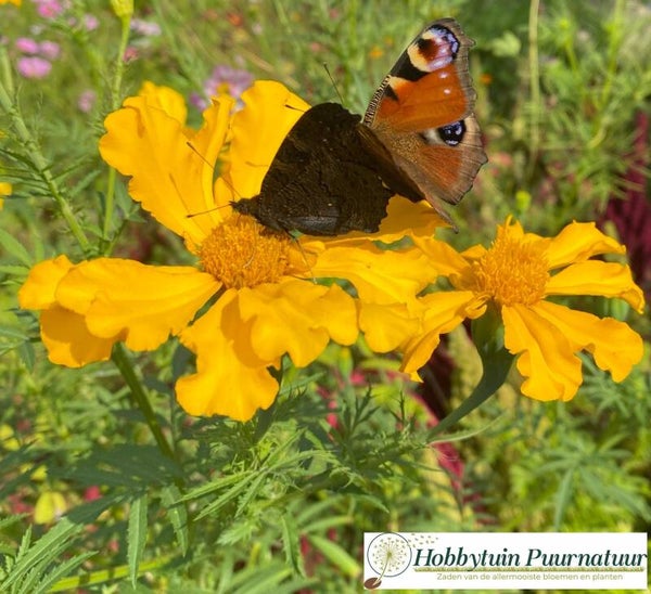 Reuzen afrikaan - Tagetes erecta Giant  25 zaden